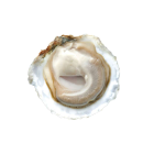 Live Oyster Dutch  No 0